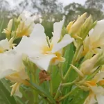 Bliss Lake, Holiday Bungalow, Thissawewa