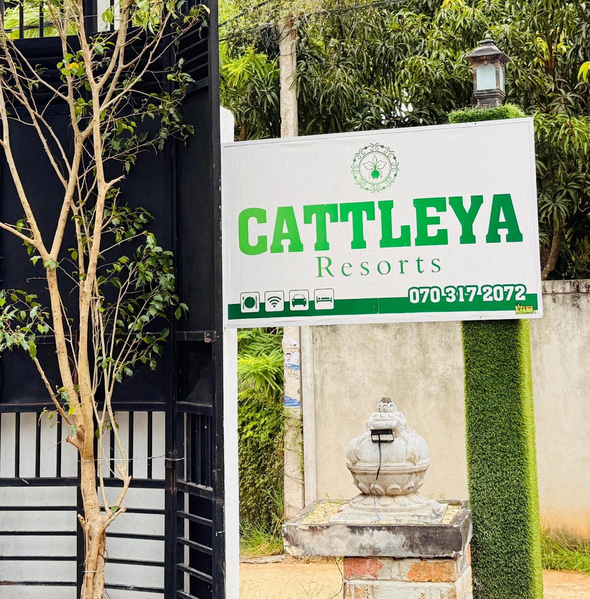 Cattleya