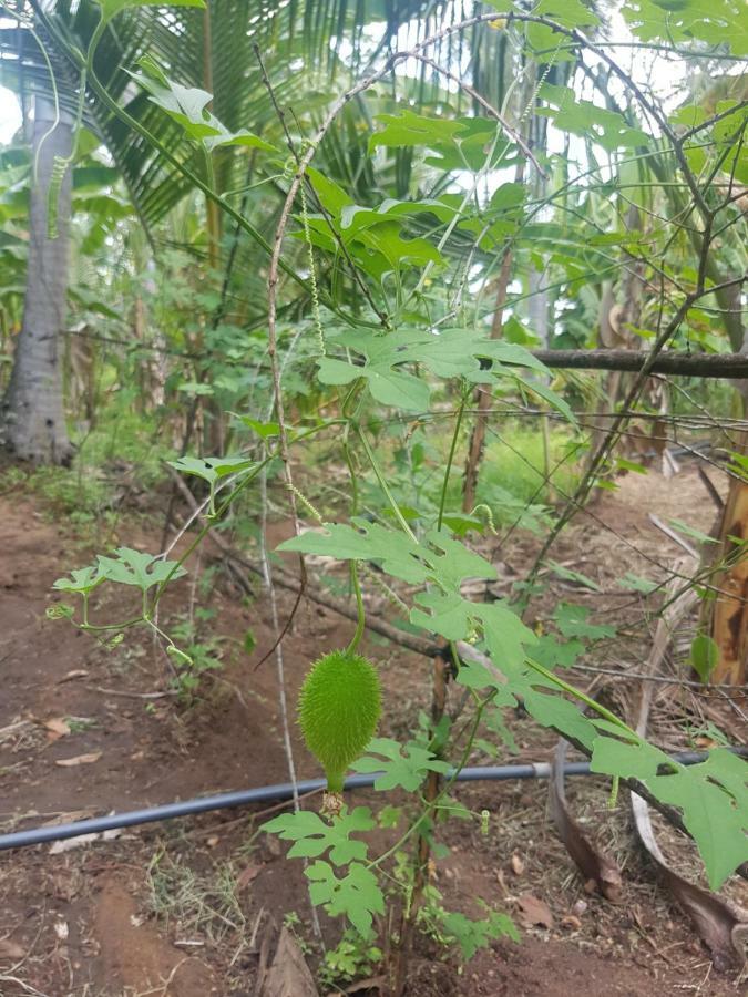 Monara Arana Farm *