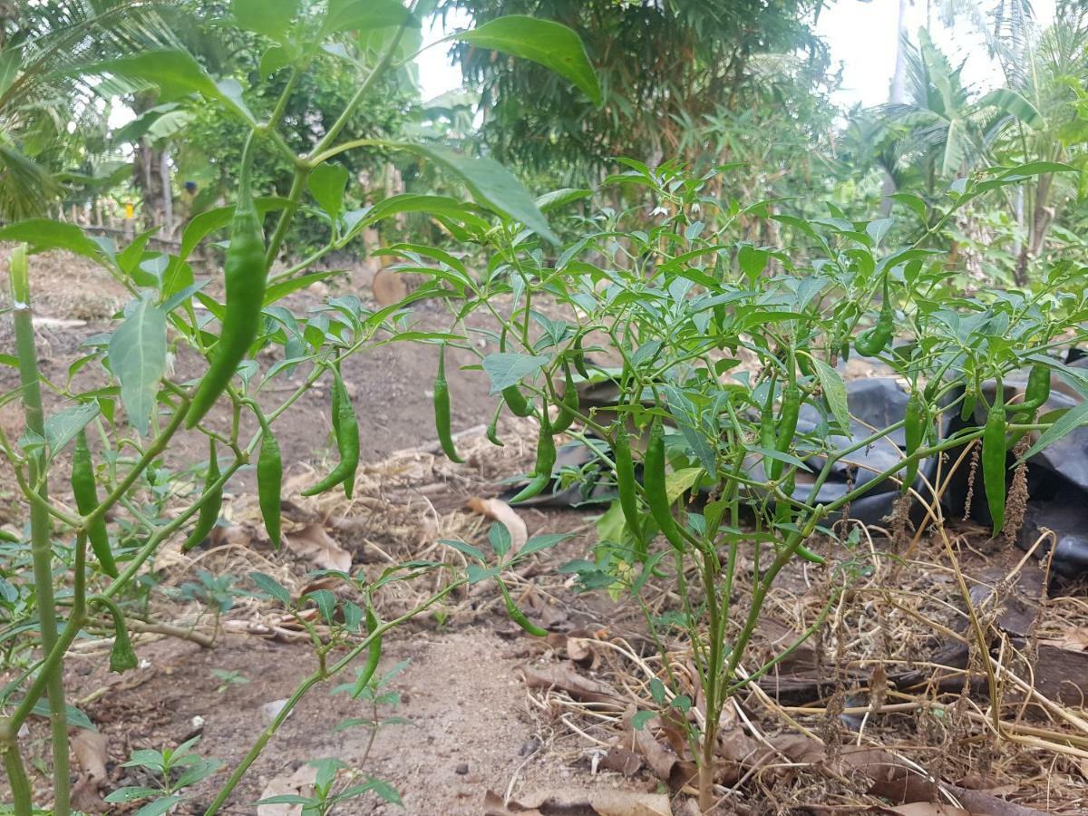 Hostel Monara Arana Farm Anuradhapura